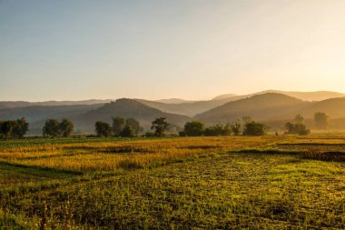 Tarım alanında sabah güneşi, Tayland.