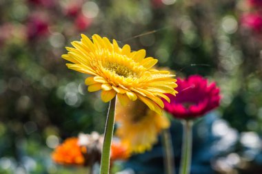 Tayland, Gerbera çiçeğine yakın..