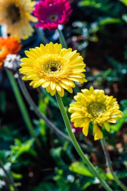 Tayland, Gerbera çiçeğine yakın..