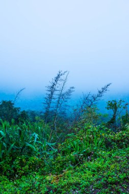 Dağda sisli ağaçlar, Tayland.