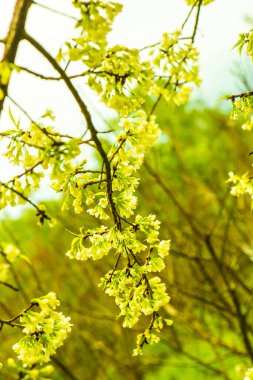 Khun Wang Kraliyet Projesi 'nde Himalaya kiraz çiçekleri, Tayland.
