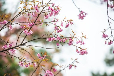 Khun Wang Kraliyet Projesi 'nde Himalaya kiraz çiçekleri, Tayland.