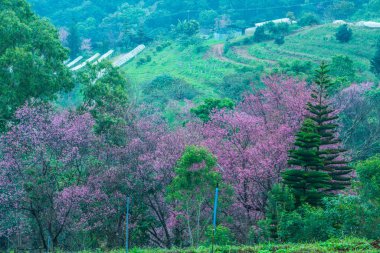 Wild Himalayan Cherry in Khun Wang royal project, Thailand.