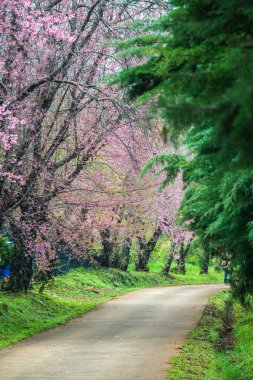 Kuhn Wang kraliyet projesinde küçük yolu olan vahşi Himalaya kiraz çiçekleri, Tayland.