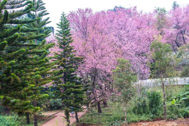 Wild Himalayan Cherry in Khun Wang royal project, Thailand.