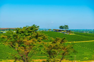 Çay plantasyon içinde Chiang rai Eyaleti, Tayland.