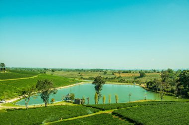 Çay plantasyon içinde Chiang rai Eyaleti, Tayland.