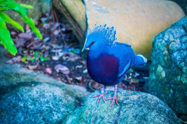 Tayland 'da Victoria Taçlı Güvercin Kuşu.