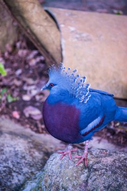 Tayland 'da Victoria Taçlı Güvercin Kuşu.