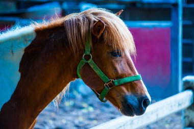 Tayland, Tayland 'da at kanı.