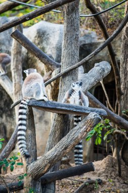 Tayland, Tayland 'da lemuru takip etmiş..