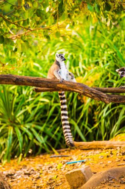 Tayland, Tayland 'da lemuru takip etmiş..