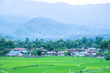 Wat Phuket manzaralı güzel pirinç tarlası, Tayland.
