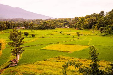 Wat Phuket manzaralı güzel pirinç tarlası, Tayland.