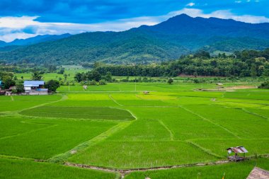 Nan 'ın Pua ilçesindeki pirinç tarlası.