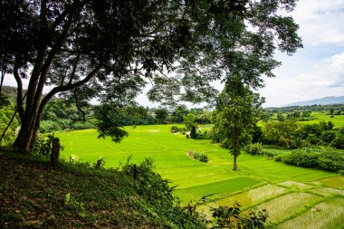 Tayland 'ın Pua bölgesindeki pirinç tarlası.