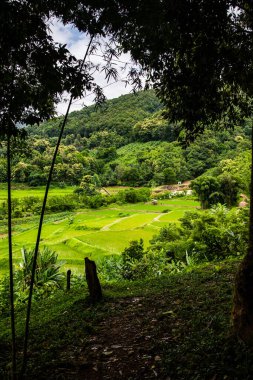 Tayland 'ın Pua bölgesindeki pirinç tarlası.