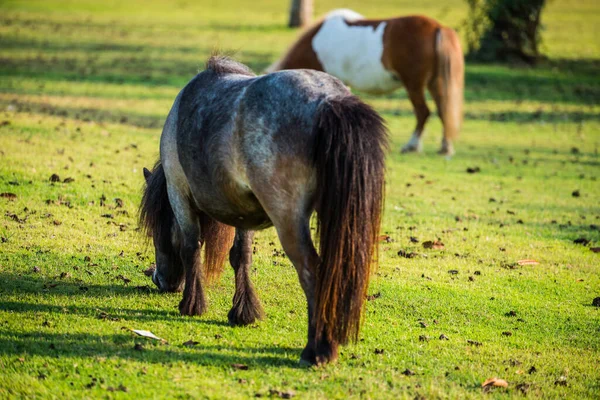 緑の草の上のドワーフの馬 — ストック写真