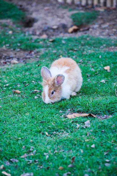 Rabbit Grass Yard Thailand — Stock Photo, Image