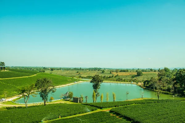 Çay plantasyon içinde Chiang rai Eyaleti, Tayland.