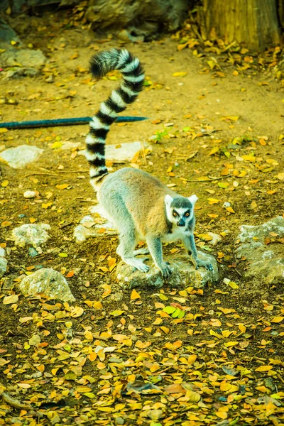 Cincin Ekor Lemur Thailand Thailand — Stok Foto