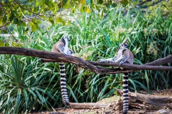 타이의 여우원숭이 — 스톡 사진