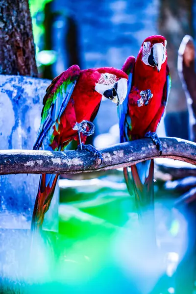 Птица Ара Таиланде — стоковое фото