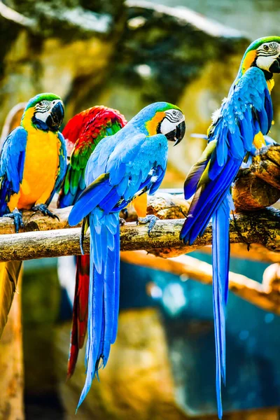 Macaw Bird Thai Thailand — Stock fotografie