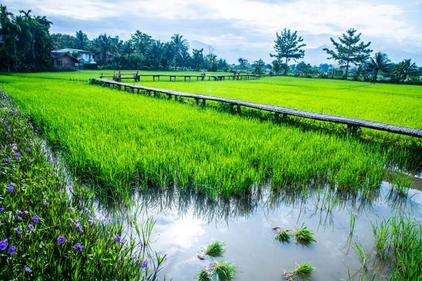 泰国普阿区美丽的稻田 免版税图库照片
