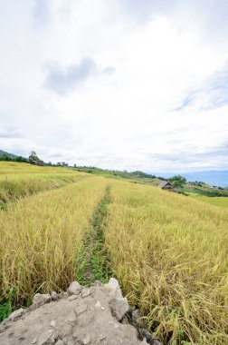 Pa Bong Piang Rice Terraces at Chiang Mai Province, Thailand.