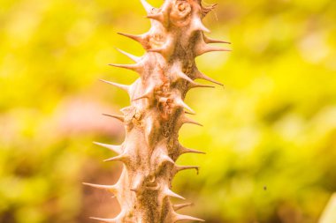 Euphorbia Milii, Tayland Dikeni.