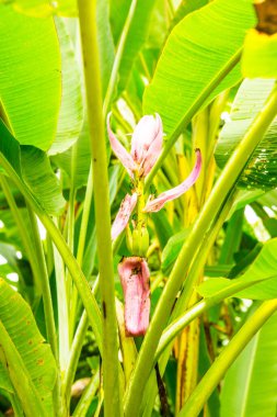 Ağaçta güzel bir muz çiçeği, Tayland.