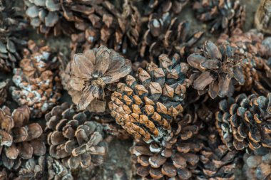 Bitki için çam kozalakları, Tayland.