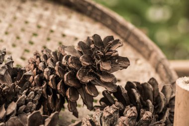 Bitki için çam kozalakları, Tayland.