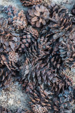 Bitki için çam kozalakları, Tayland.