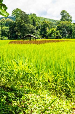 Rice field in Phayao province, Thailand.