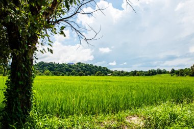 Rice field in Phayao province, Thailand.