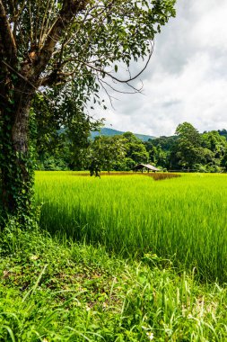 Rice field in Phayao province, Thailand.