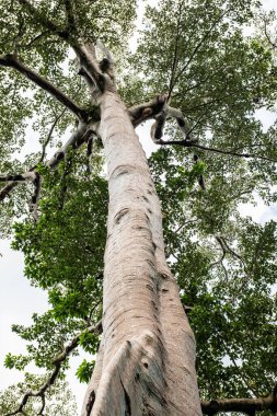 Phu Sang Ulusal Parkı, Tayland 'da büyük bir ağaç..