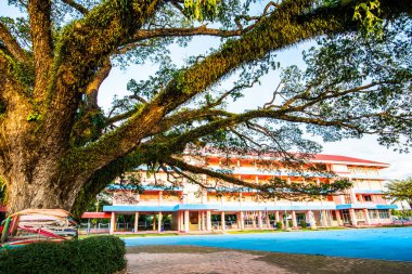 Tayland 'ın Chiang Kham bölgesinde güzel bir yağmur ağacı..