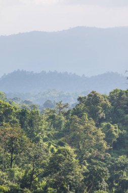 Tayland 'da sisli tropik yağmur ormanı.