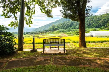 Tayland 'da Sunn Hemp Field ile Benç.