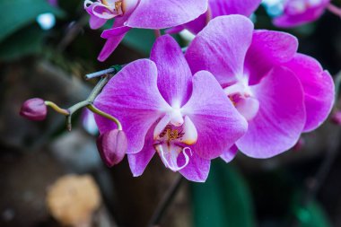 Parktaki Violet orkidesi, Tayland.