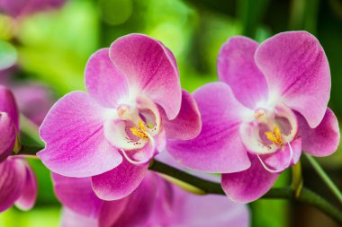 Parktaki Violet orkidesi, Tayland.