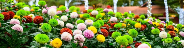 Panorama Pompon Dahlias Flowers Garden Chiang Mai Province — Stock fotografie