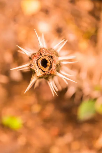 Thorn Euphorbia Milii Thailand — Stock Photo, Image