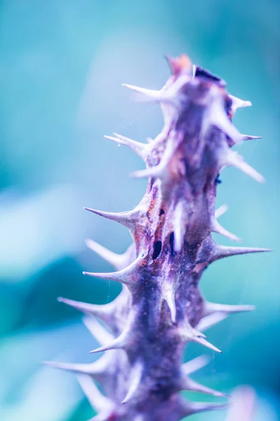 Dorn Der Euphorbia Milii Thailand — Stockfoto
