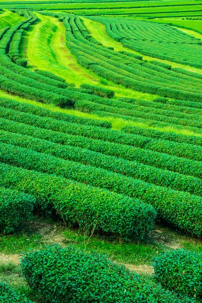 Tayland 'ın Chiang Rai bölgesindeki çay tarlası..