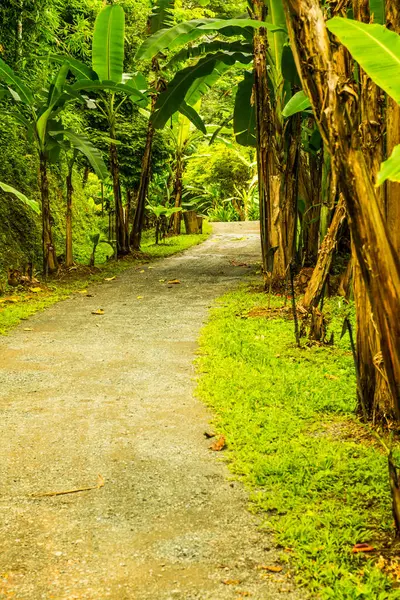 Muz bahçesinde küçük bir yol, Tayland.