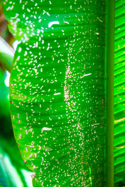 Banana Leaf Nature Thailand — Stock Photo, Image